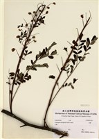 藏品(雲實)的圖片